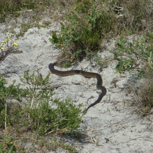 Big snake!